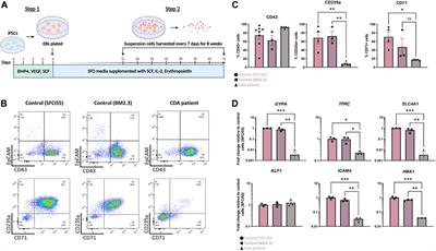 Modelling the erythroblastic island niche of dyserythropoietic anaemia type IV patients using induced pluripotent stem cells